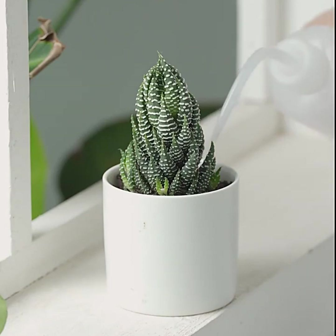 Conjunto de Ferramentas para Plantar Suculentas (8 Peças)