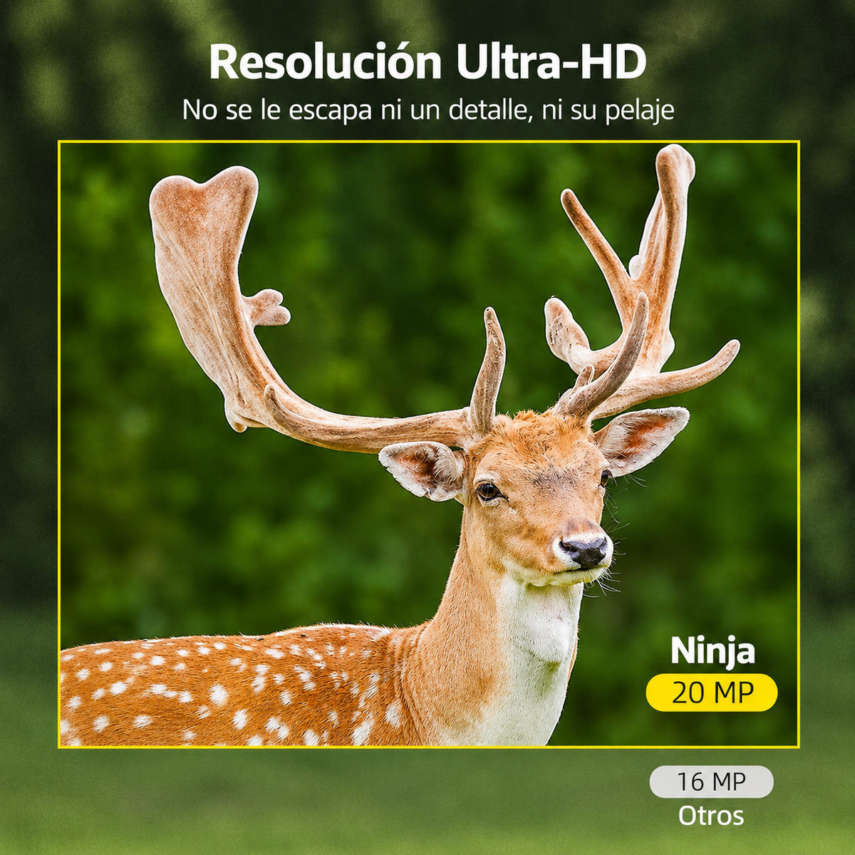 Câmara de vida selvagem HD sem fios - Vida selvagem - Visão noturna