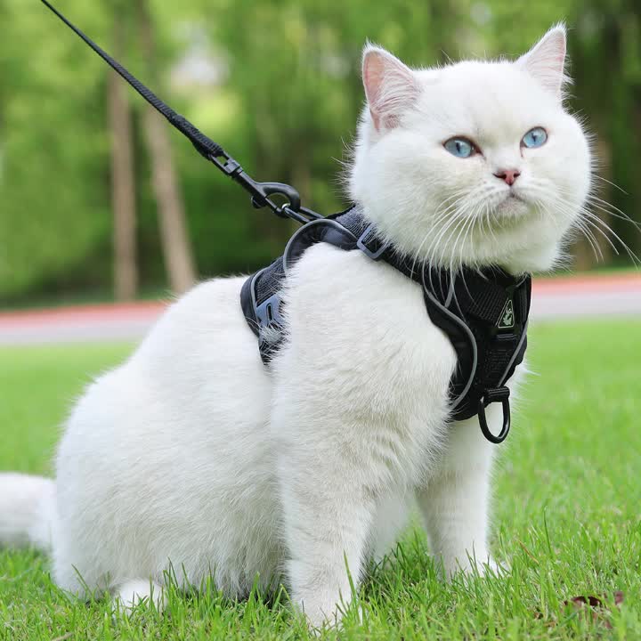 Reflecterend kattentuigje met riem - ideaal voor wandelingen en training