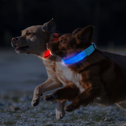 Collare LED per cani con luce – Visibile e sicuro di notte