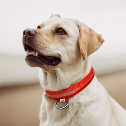 Collare LED per cani con luce – Visibile e sicuro di notte