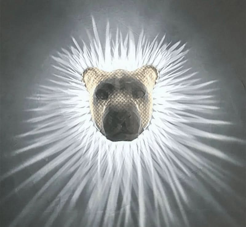 3D Animals | LED Wall Light