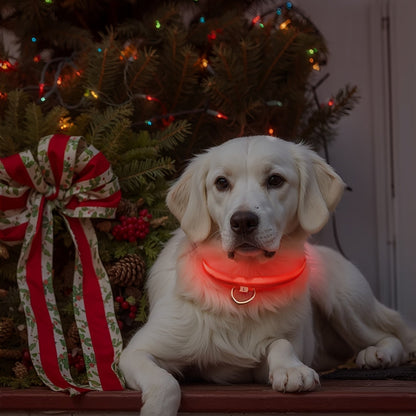 Collare LED per cani con luce – Visibile e sicuro di notte