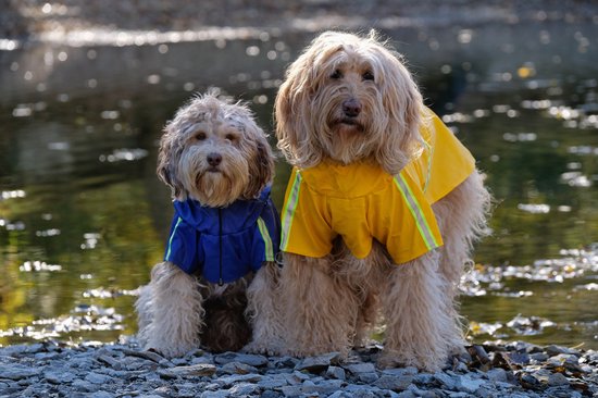 PupJoy - Impermeabile riflettente per cani + cappuccio - Per passeggiate notturne sicure