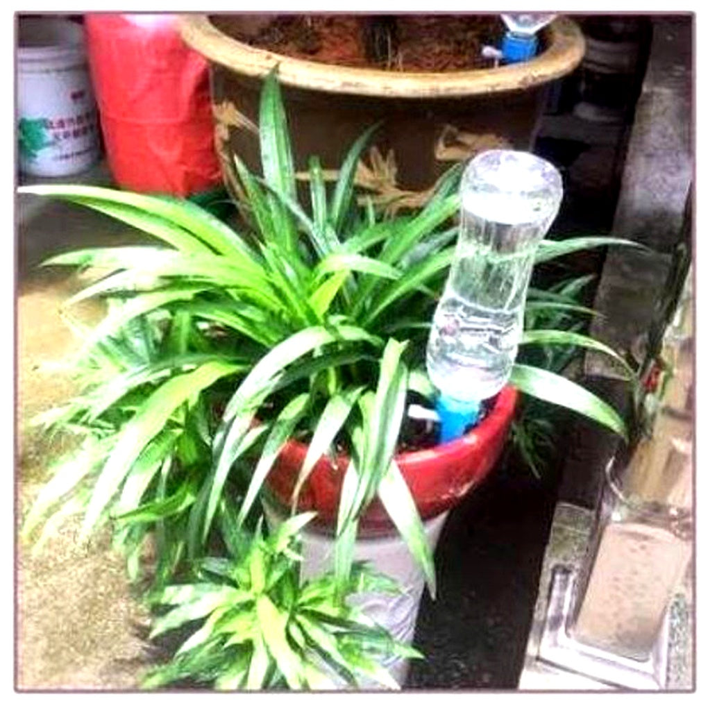 Automatic Plant Watering Spikes (Pack of 12) – Garden Helper with Adjustable Flow