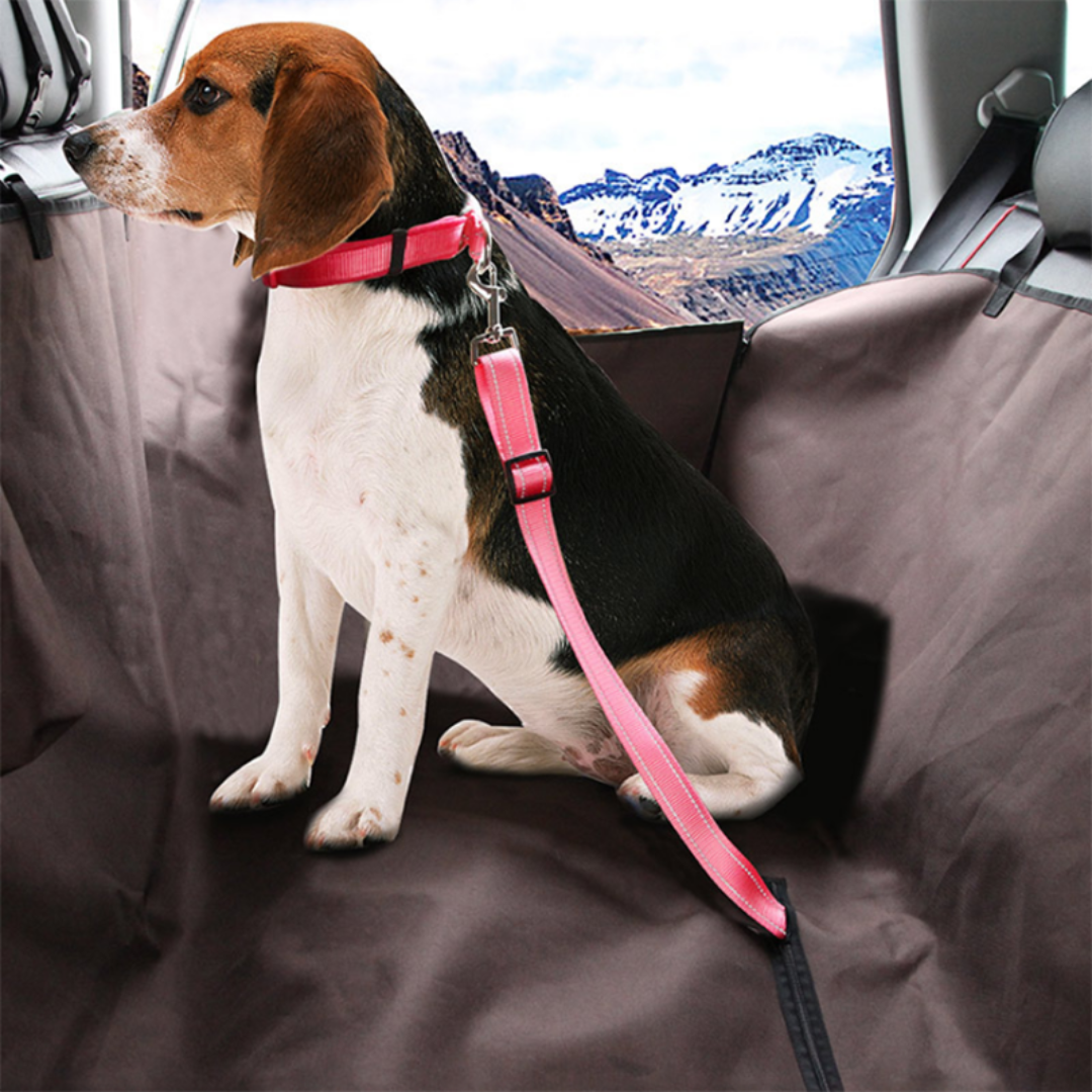 PetSafe - Safety Belt for Your Four-Legged Friend!