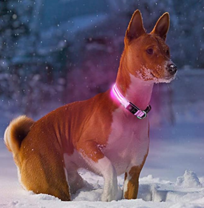 HondVeilig Pro - LED Dog Collar - Feel Safe and Stylish While Walking Your Dog