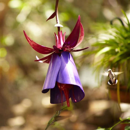 Hummingbird Flower Feeder