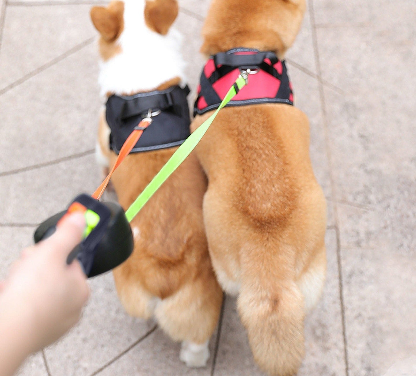 PetWorld - Double Innovative Retractable Dog Lead with Light