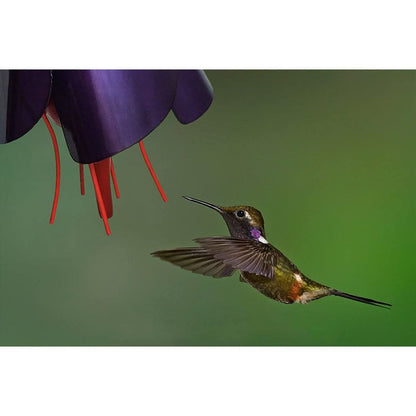 Hummingbird Flower Feeder