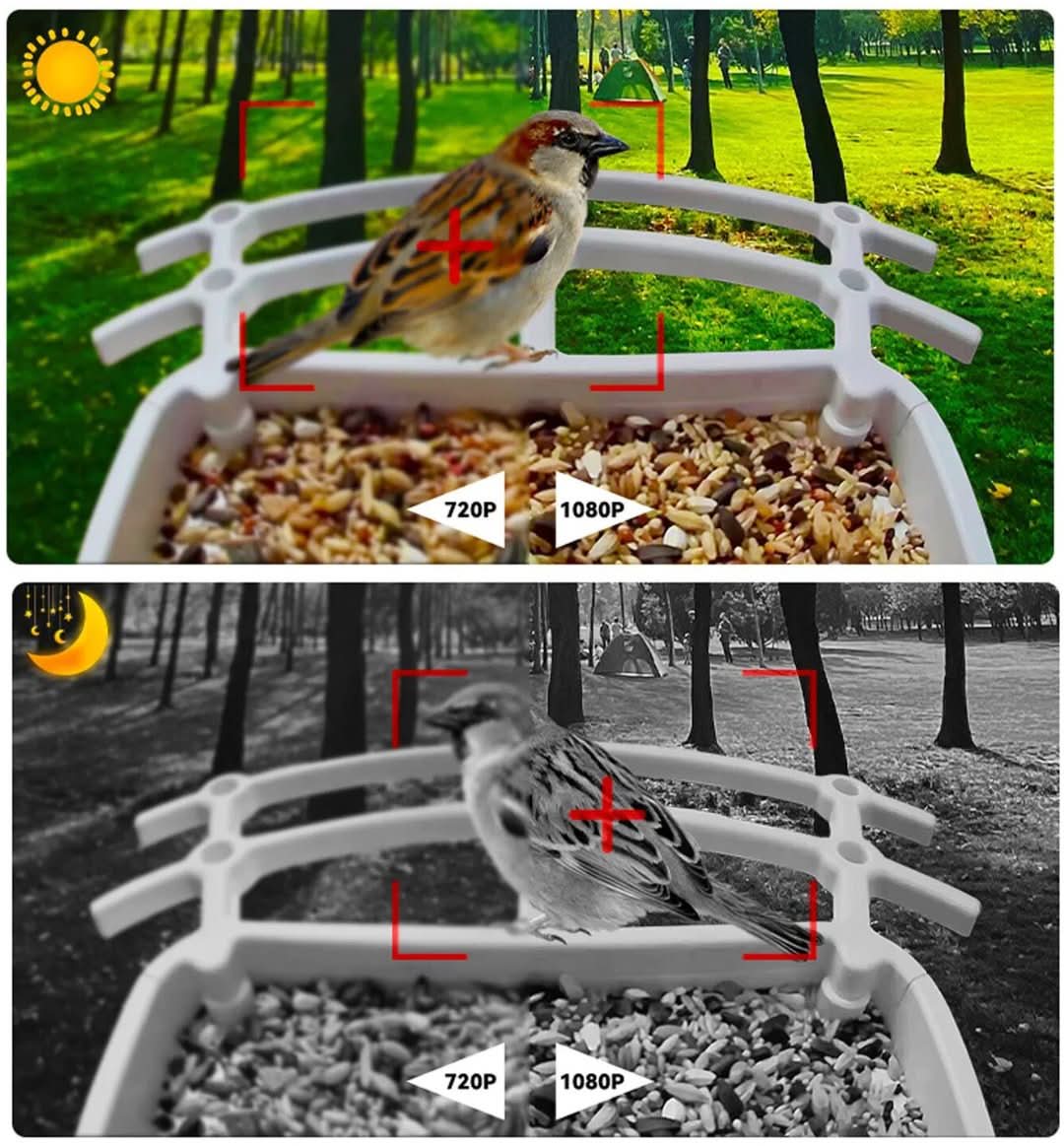 Smart Solar Bird Feeder