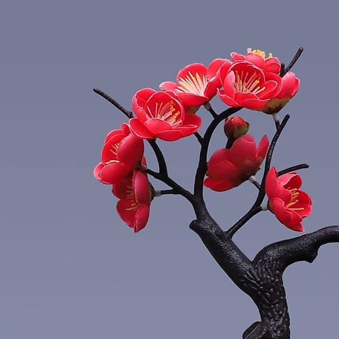 Bonzai Stream | Sfeervolle waterplant
