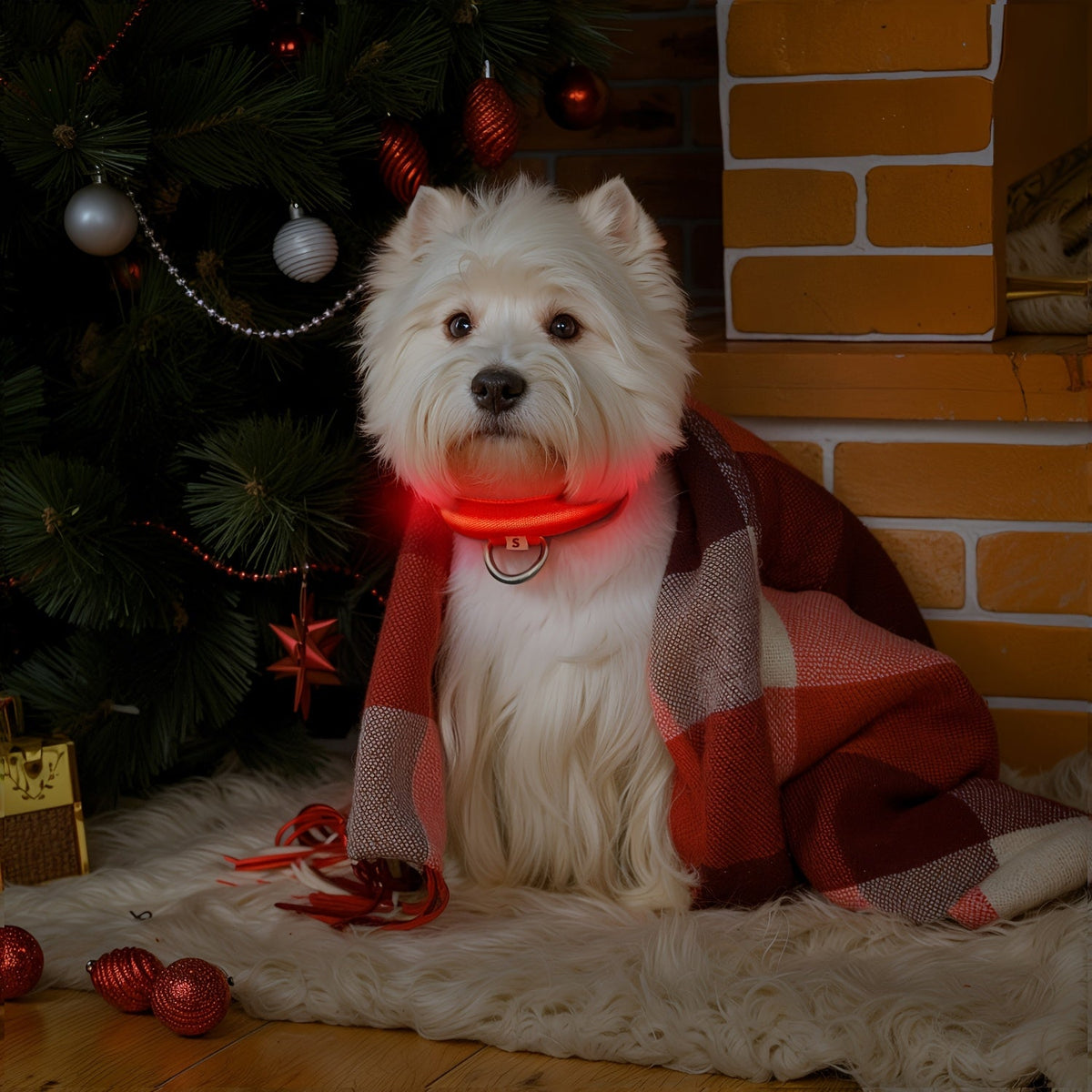 Collare LED per cani con luce – Visibile e sicuro di notte