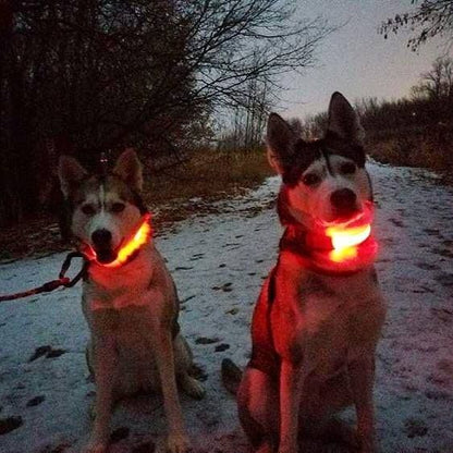 HondVeilig Pro - LED Dog Collar - Feel Safe and Stylish While Walking Your Dog
