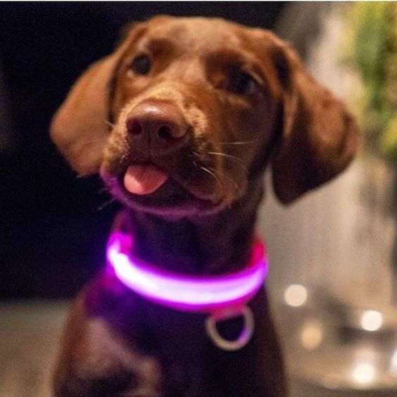 HondVeilig Pro - LED Dog Collar - Feel Safe and Stylish While Walking Your Dog