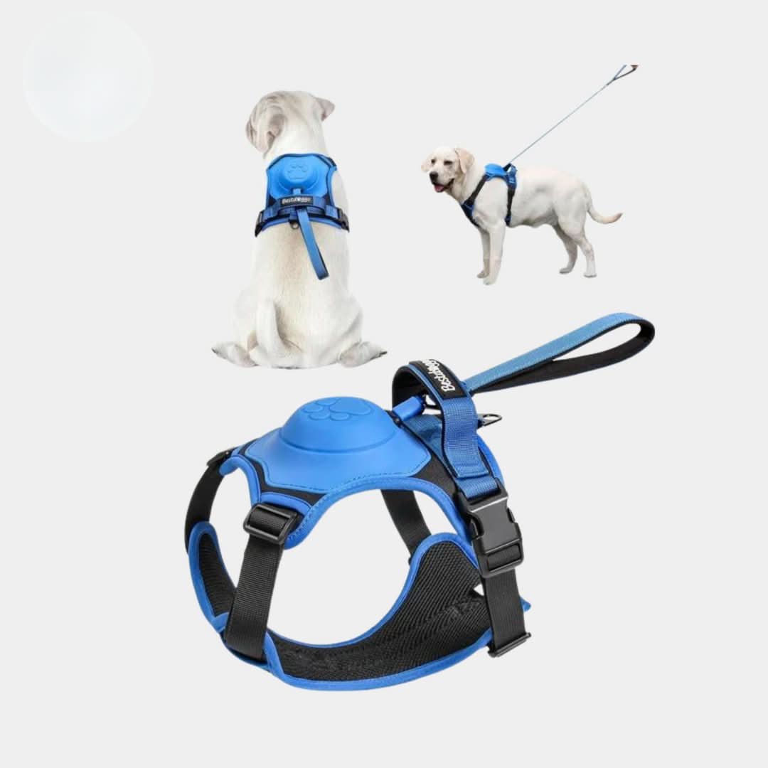 Multi-Buckle | Harness & Lead