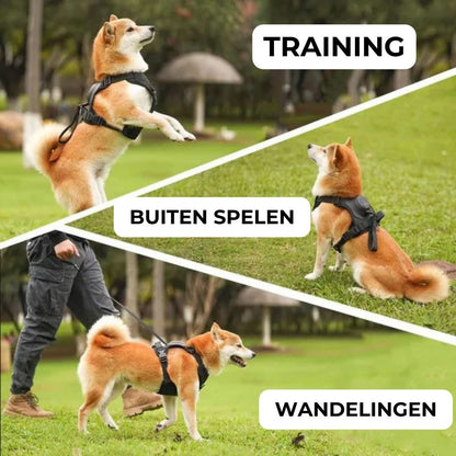 Multi-Buckle | Harness & Lead