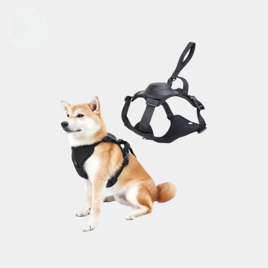 Multi-Buckle | Harness & Lead