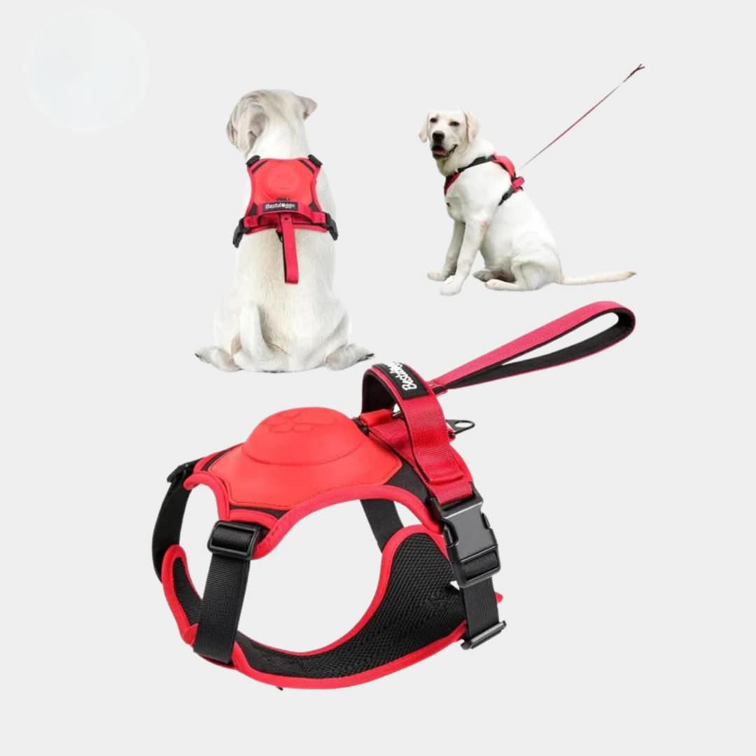 Multi-Buckle | Harness & Lead