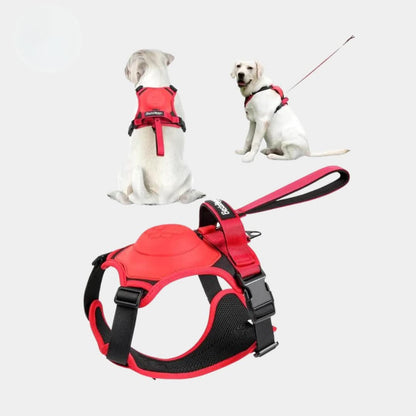 Multi-Buckle | Harness & Lead