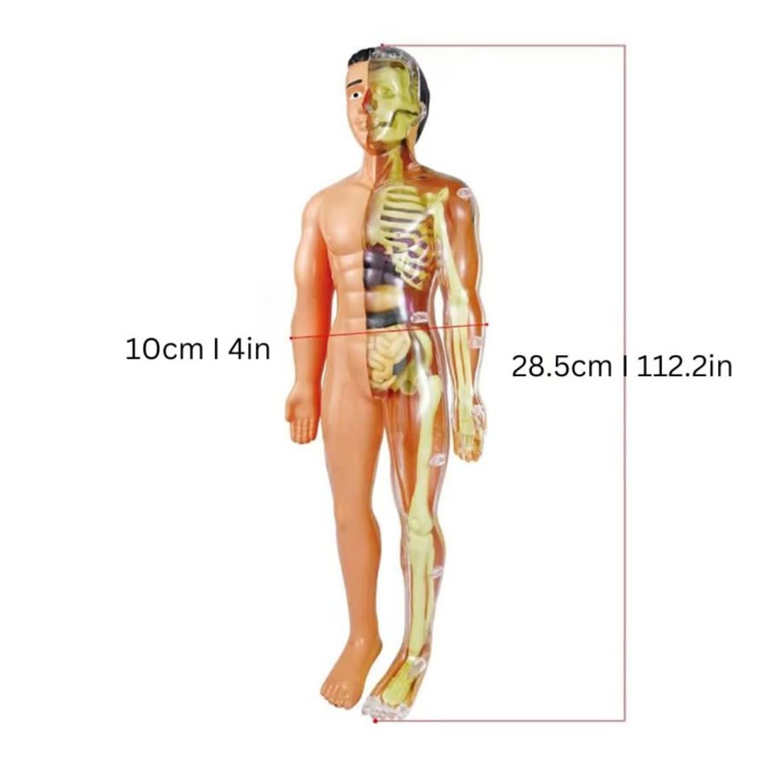 Organix | Complete Body Set