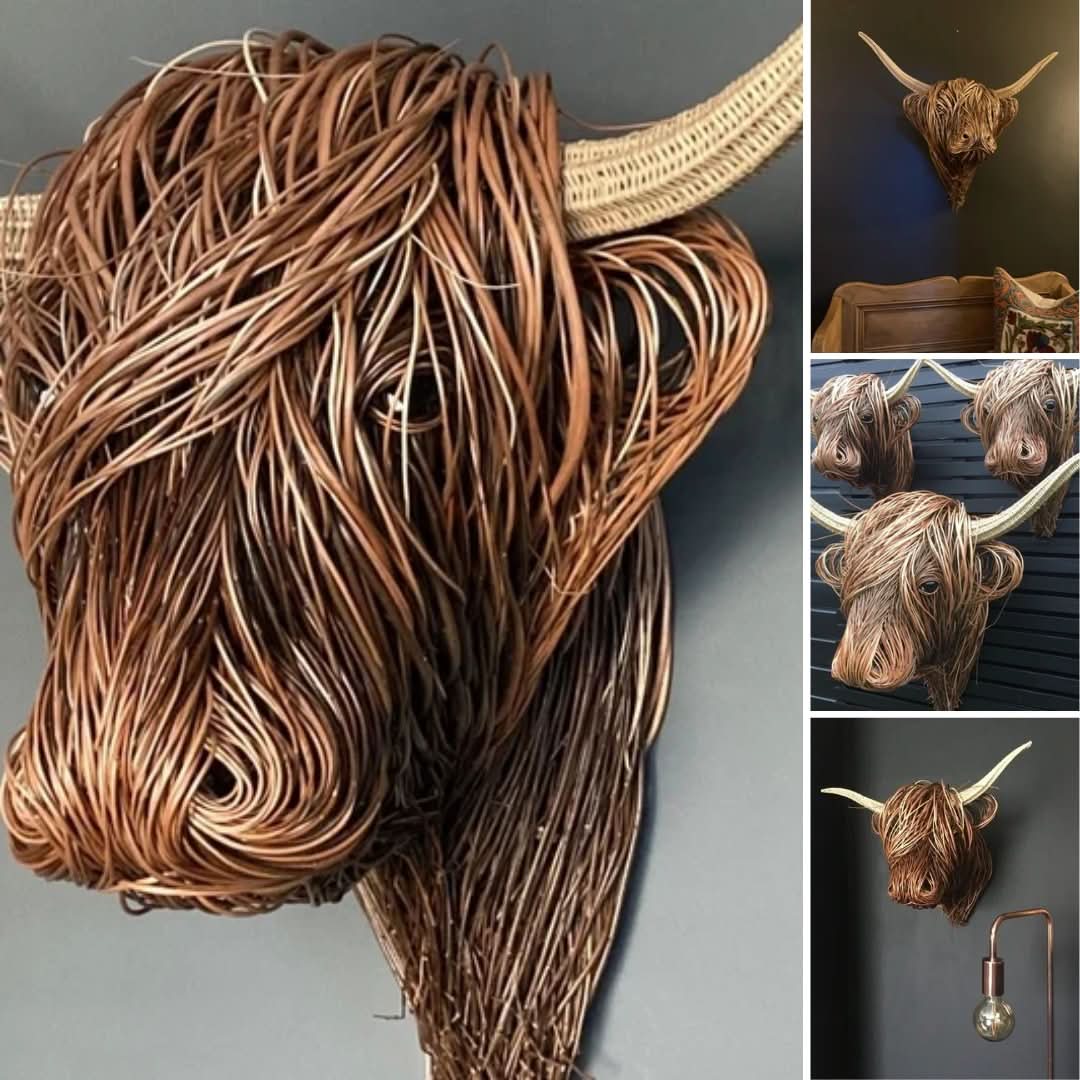Plateau Cow | Confused Hairstyle