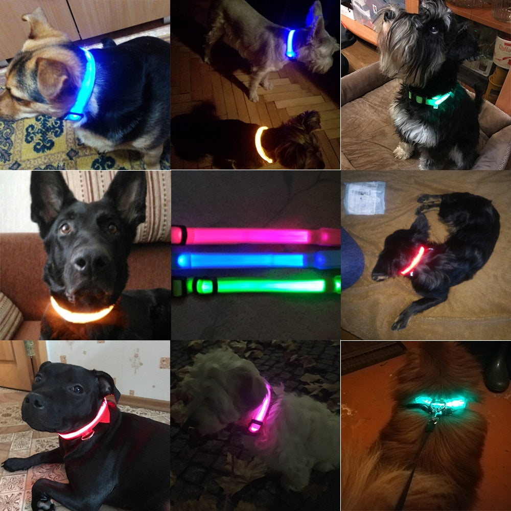 HondVeilig Pro - LED Dog Collar - Feel Safe and Stylish While Walking Your Dog