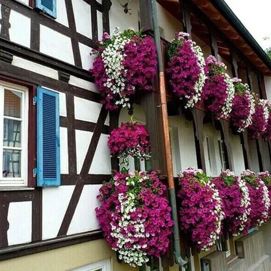Violet | Hanging Flower Basket